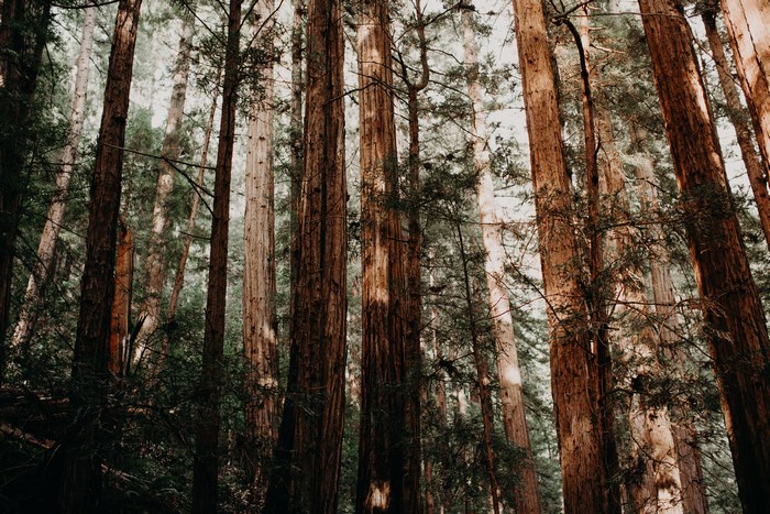 Tall redwood trees in a forest