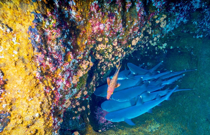 A school of sharks swims near a colorful coral reef