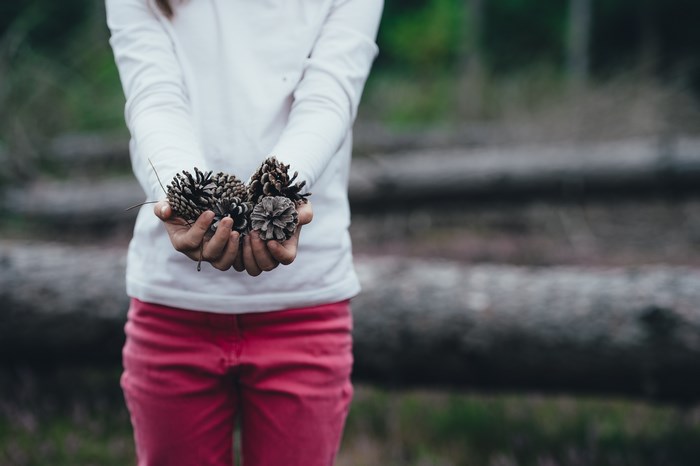 Child holding pinecones in a forest