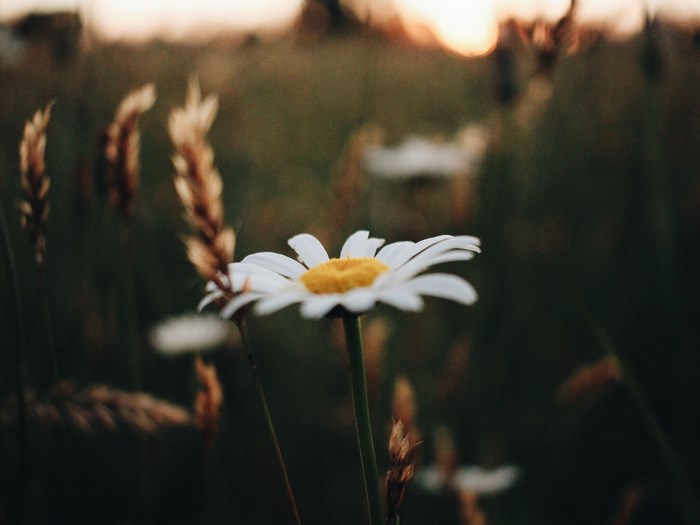 Close-up of a white daisy flower in a field at sunset