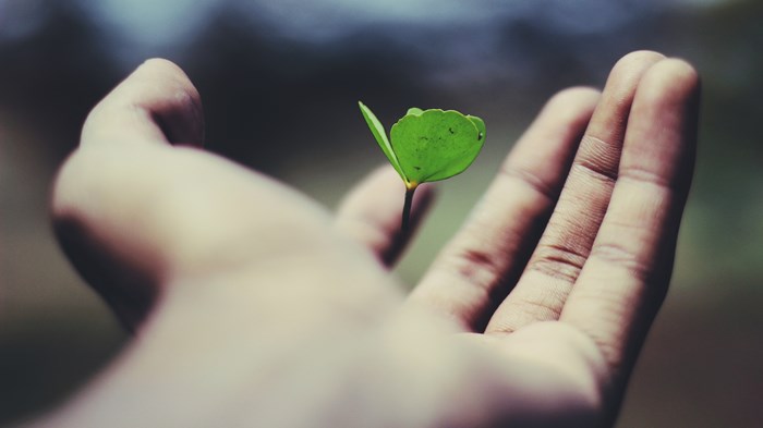 Hand holding a small green sprout