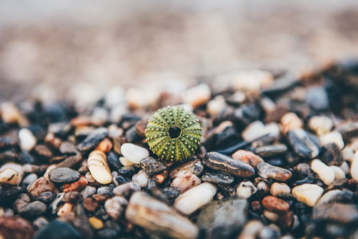 Green Sea Urchin Shell on Pebbles