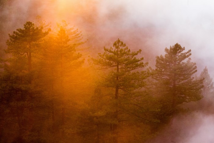 Orange fog over pine trees at sunset
