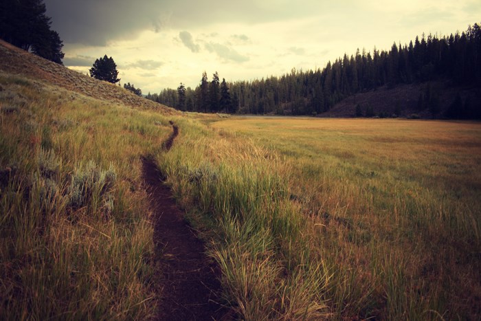 A winding dirt path through a grassy meadow with a forest in the background