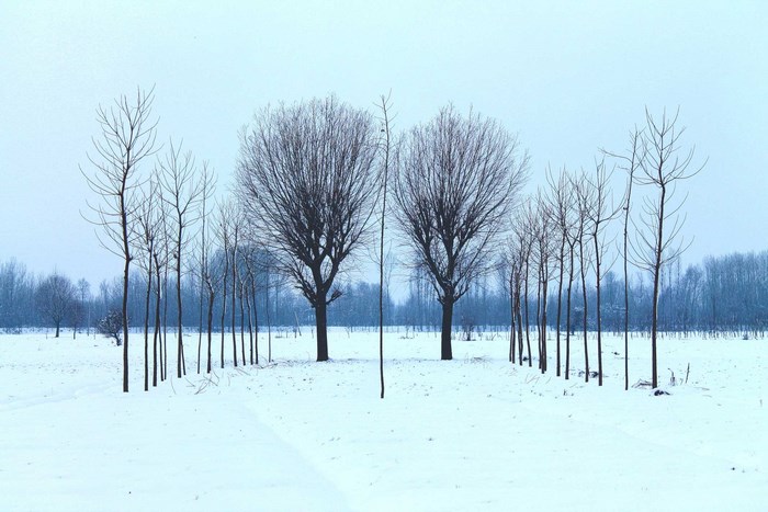 Symmetrical trees in a snowy field