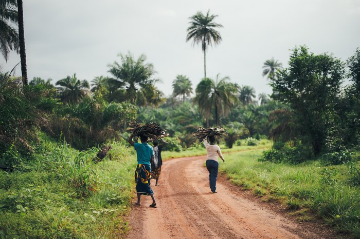 Three women carrying firewood on a dirt road in Sierra Leone