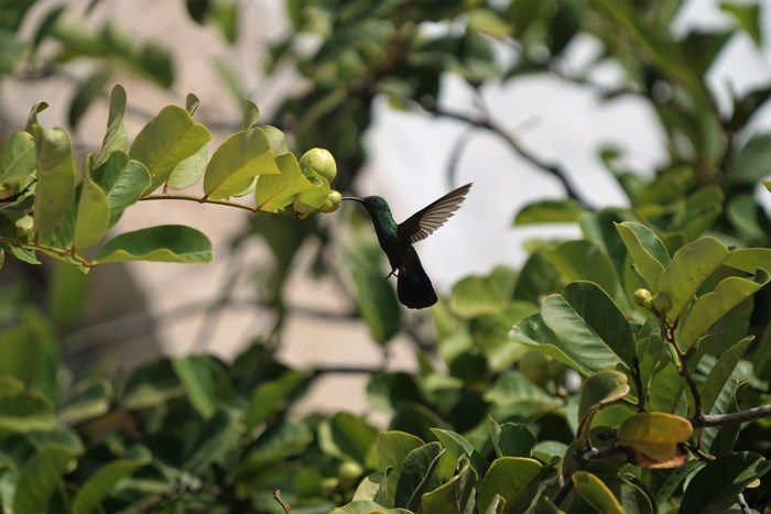 Hummingbird feeding on a branch with green leaves