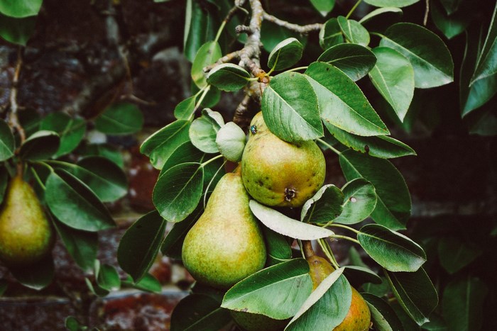 Pears growing on a pear tree with green leaves