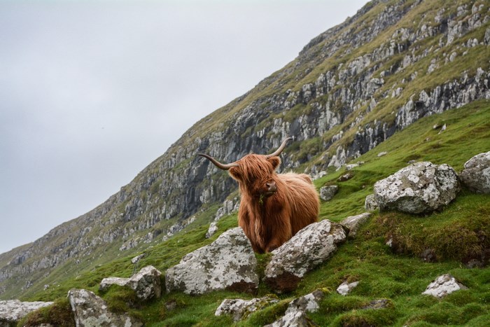 Highland cow on a grassy slope with rocks