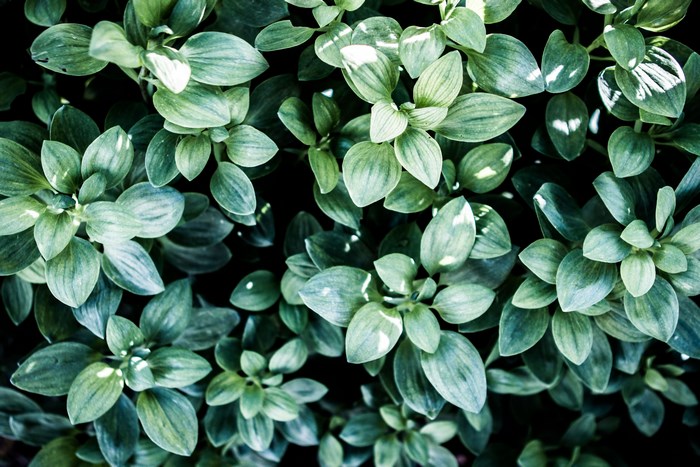 Close-up of green foliage with dappled sunlight