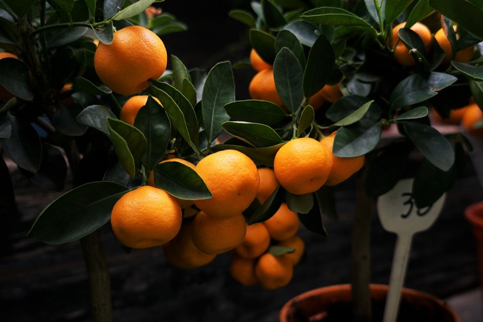 Orange tree with ripe tangerines and green leaves