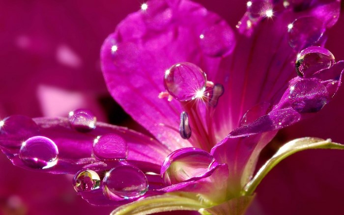 Purple flower with water drops and sparkles
