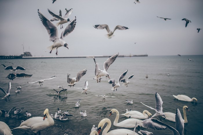 Flock of seagulls and swans on the water