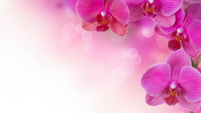 Pink Orchids with Bokeh Background
