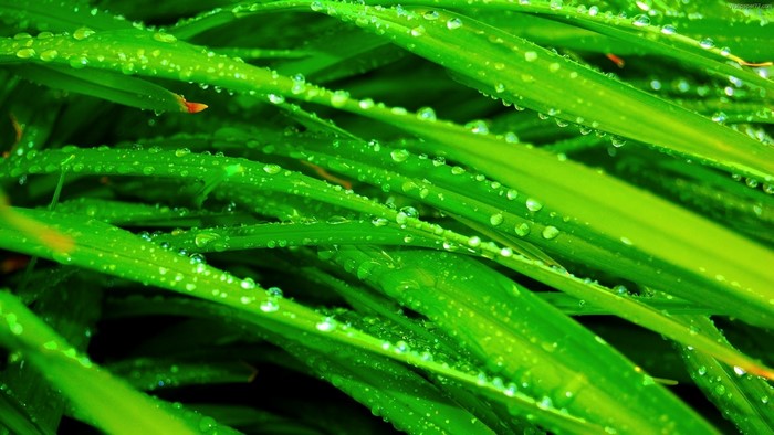 Green grass with water drops