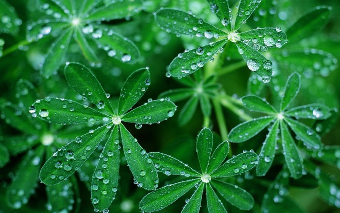 Green leaves with water droplets