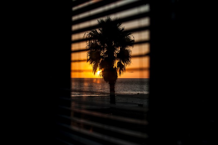 Palm tree silhouette at sunset viewed through blinds