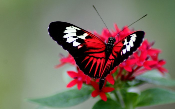 Red and black butterfly on red flowers