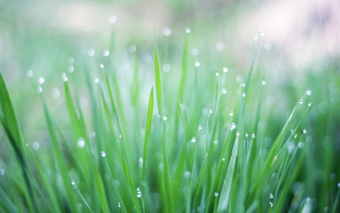 Green grass with dew drops