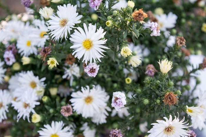 White and purple asters blooming in nature