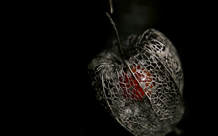 Dried Chinese Lantern plant with red berry