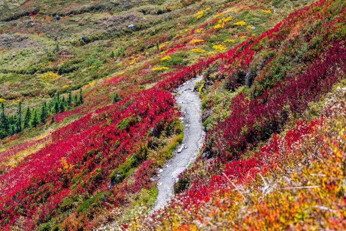 Mountain trail through autumn foliage