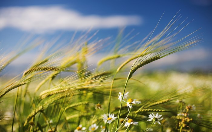 Wheat field with chamomile flowers blowing in the wind