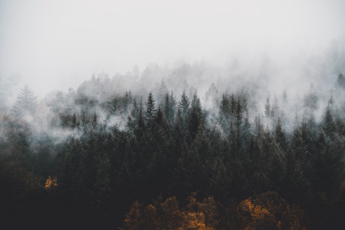 Misty Dark Pine Forest with Autumn Highlights