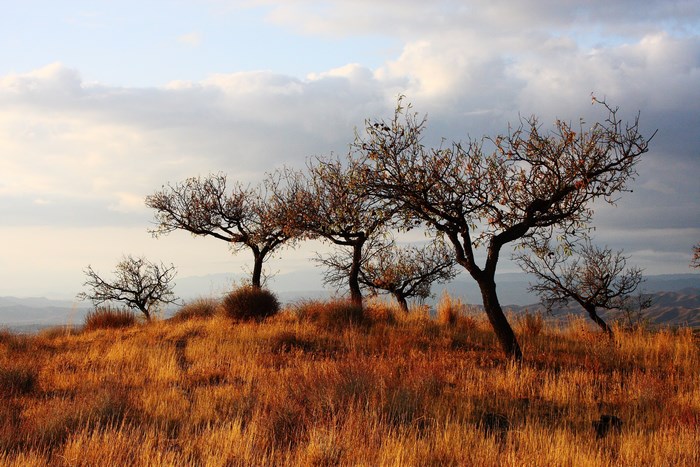Trees on a grassy hill under a cloudy sky