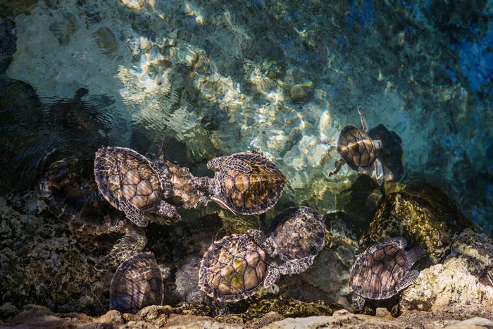 Sea turtles swimming in clear blue water near rocks