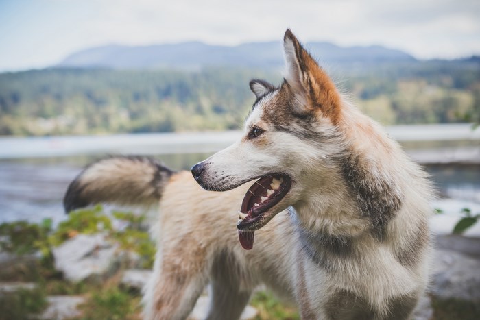 Husky dog panting by a lake with mountains