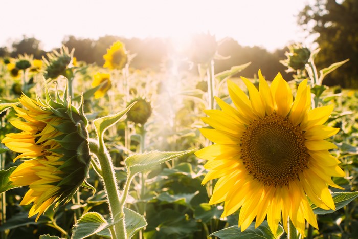 Field of sunflowers with bright sunlight
