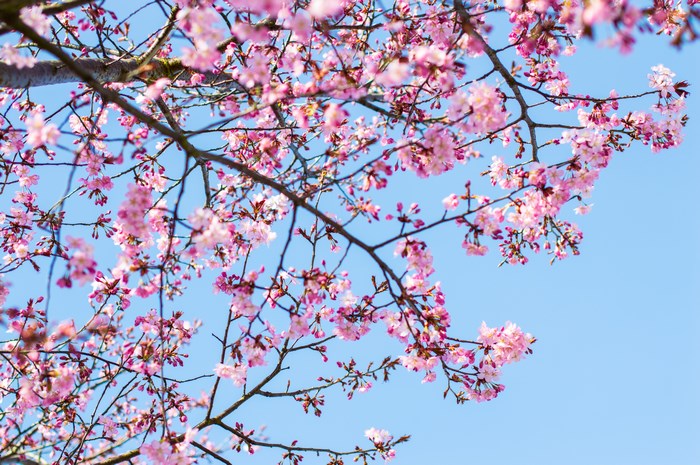 Pink cherry blossoms on branches against a blue sky
