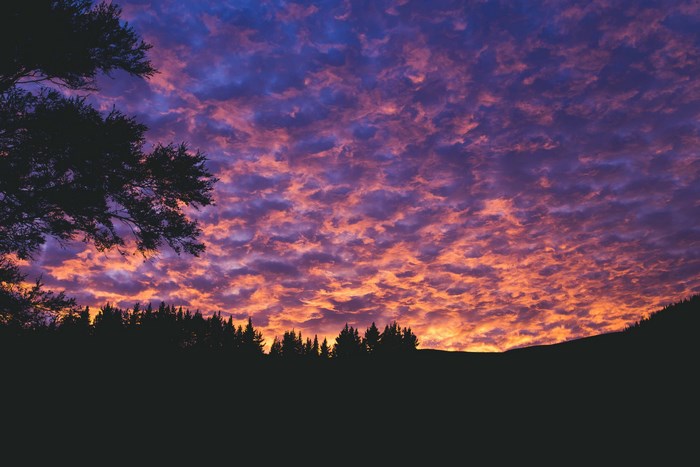 Silhouette of forest against a vibrant sunset sky