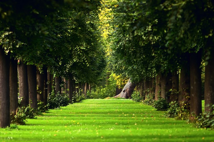 Avenue of trees with a green lawn and path