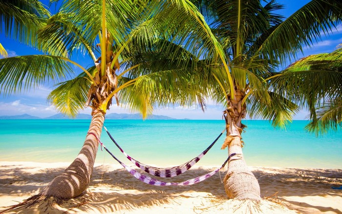 Hammocks between palm trees on a tropical beach