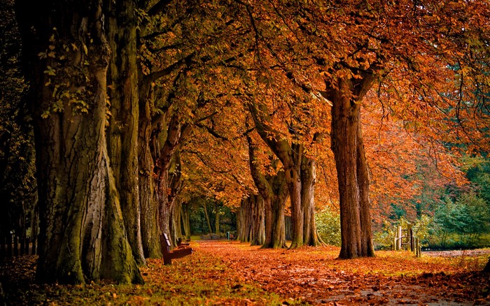 Autumn park with trees and fallen leaves