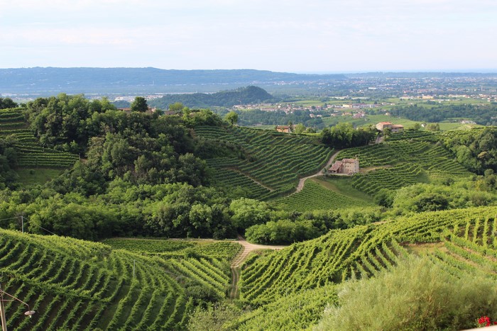 Vineyards and houses on rolling hills in Veneto, Italy