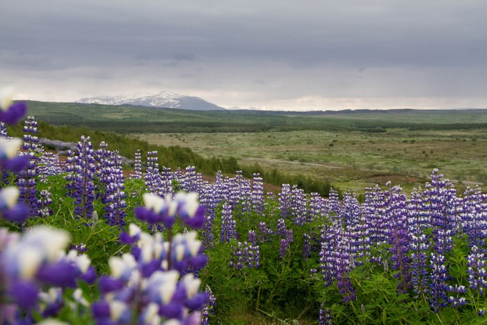 Field of purple lupine flowers in Iceland with mountains