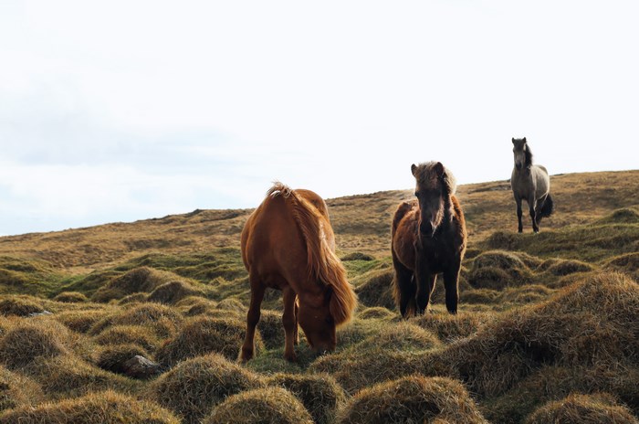 Three horses grazing on a grassy hill in Iceland
