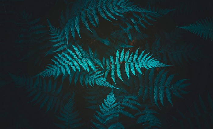Close-up of teal ferns against a dark background