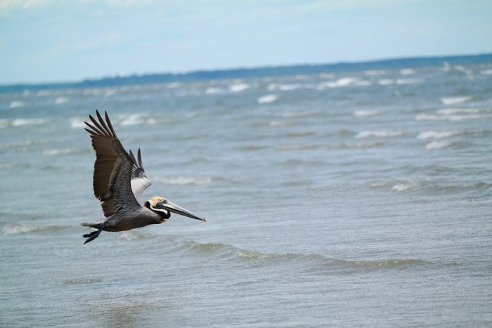 Pelican flying over the ocean near Hilton Head Island