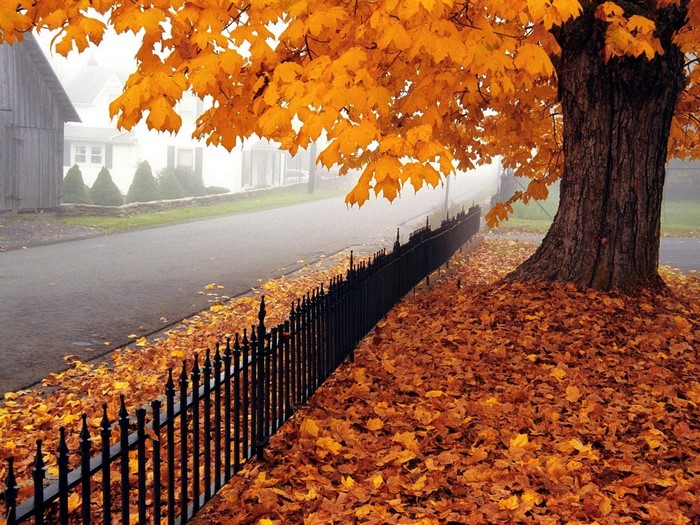 Autumn tree with orange leaves and fence
