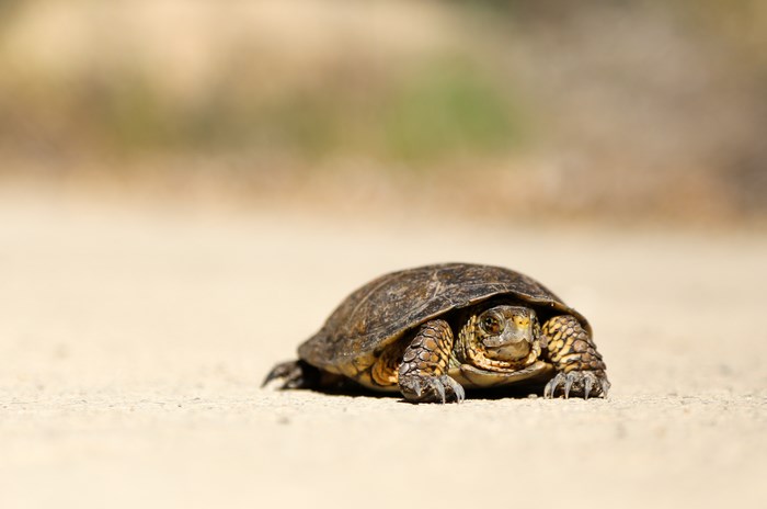 Turtle crawling on a sandy path