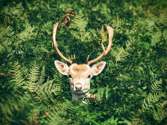Deer with antlers peeking through ferns