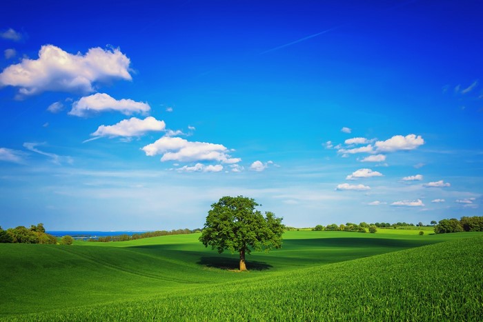 Lone Tree in a Vast Green Field Under Blue Sky