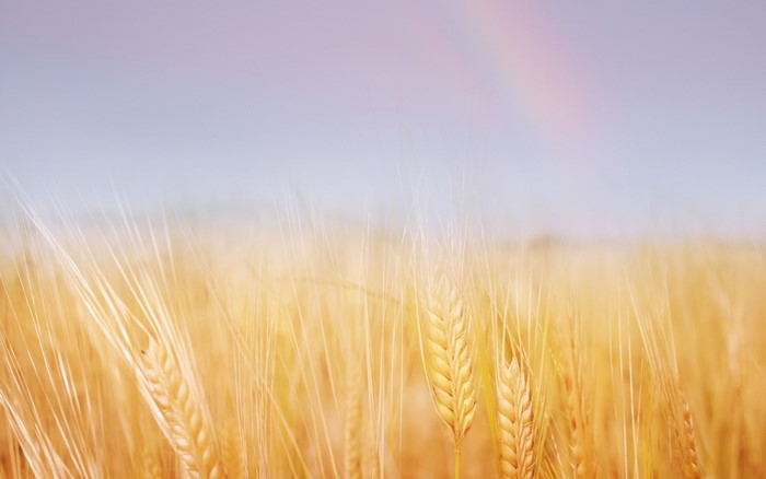 Field of golden wheat with a rainbow in the sky