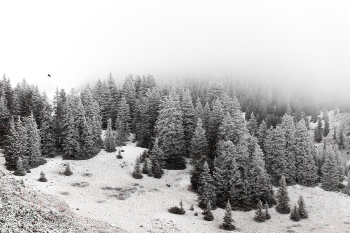 Winter forest in Utah with fog and a bird