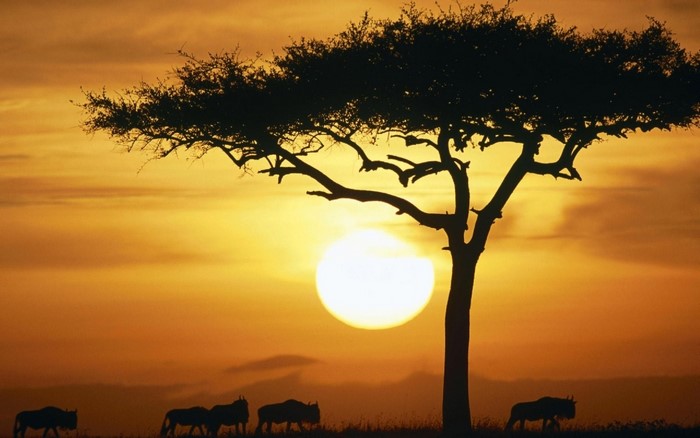 Wildebeest herd silhouetted against a sunset in the savanna