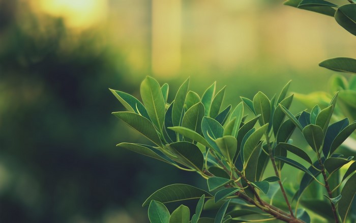Green leaves on a branch with blurred background